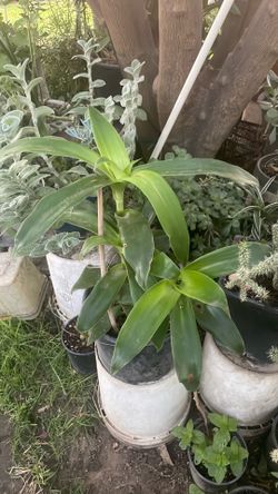 Planta de. Suculenta