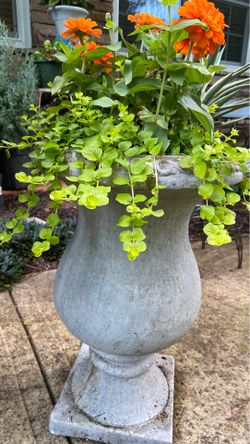 Flowers with concrete pot with drainage hole