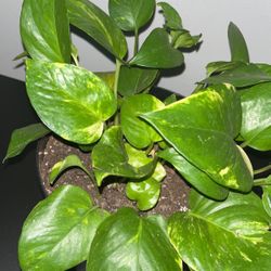 Plant
