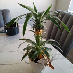 Pineapple Plant