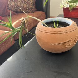 Small Aloe Plant And Terracotta Planter