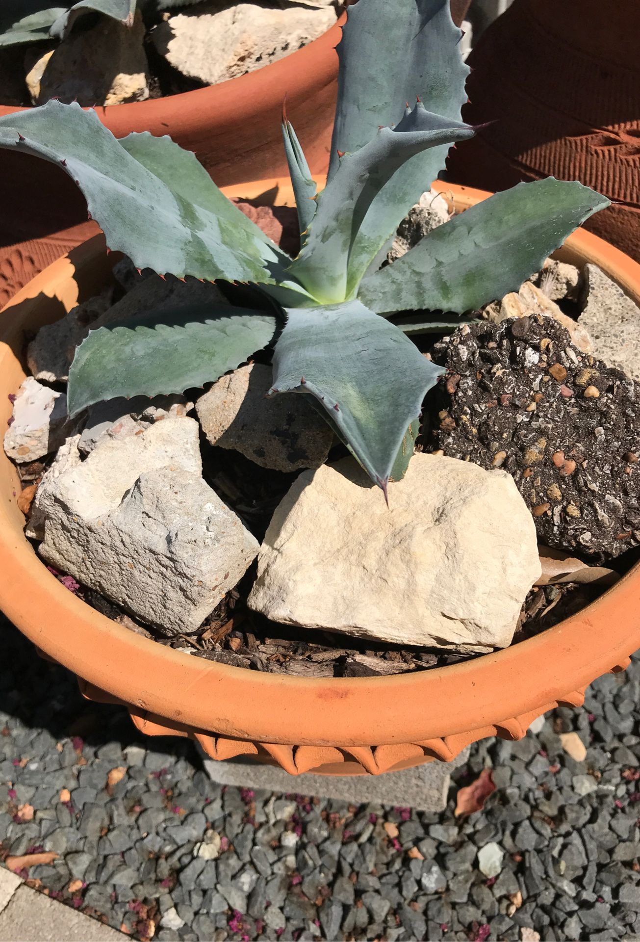 Small agave plant
