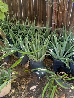 Aloe Vera