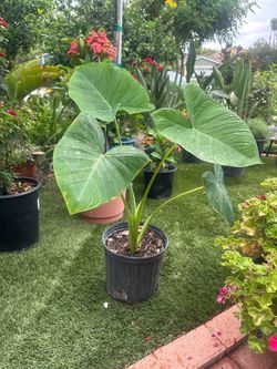 Elephant ears