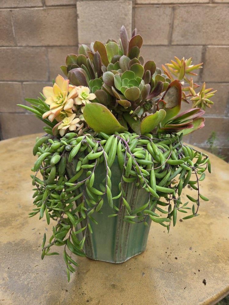 Decoration Suculents Plants