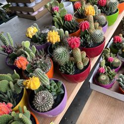 6” Ceramic Pots With Cactus Perfect Gift For Any Occasion $15 Each 