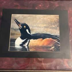 Framed Goldeneye duck photo print signed by artist