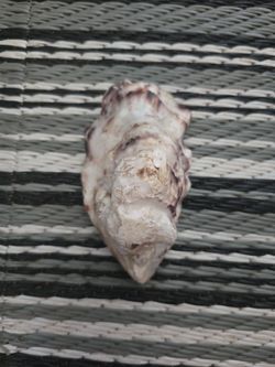 Sea shells