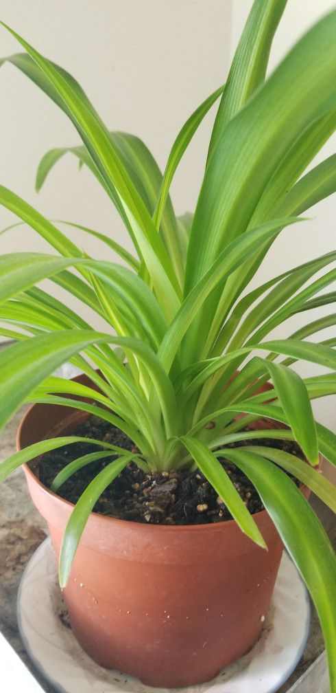 Spider Plant, 6.5" Pot