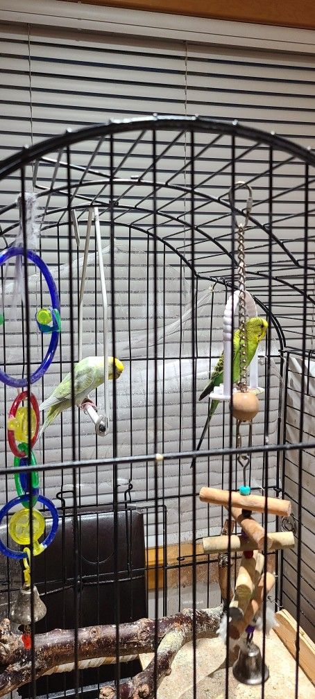 Parakeet Bird & Cage