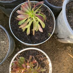Succulents For Sale 
