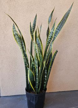 Snake Plant