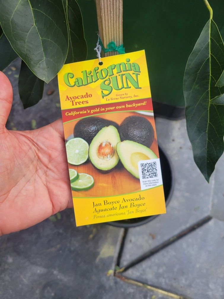 Jan BOYCE AVOCADO TREE