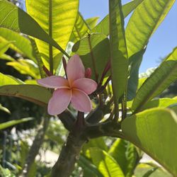 Free Plumeria Cuttings