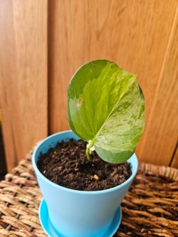 Potho "Guacamole" (Blue pot)