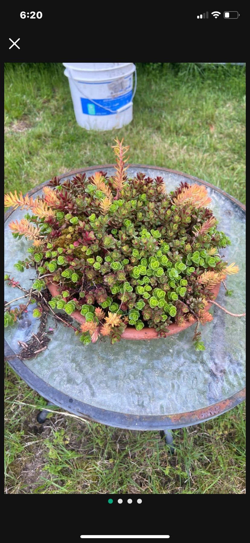 Gorgeous Sedum/succulent Display In Clay Saucer