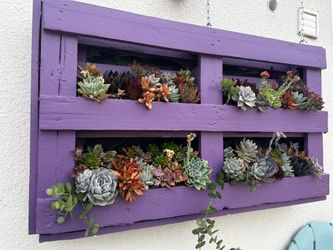 Succulent Pallet