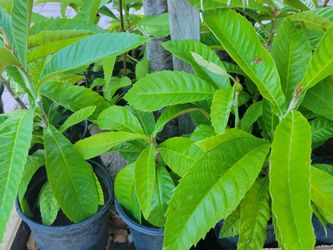Loquot Tree