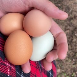 Farm fresh eggs