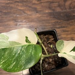 Variegated Monstera Albo Plant Cutting (pls Read Description Below)