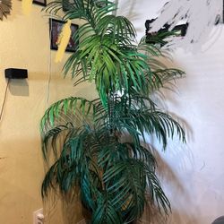 Plant