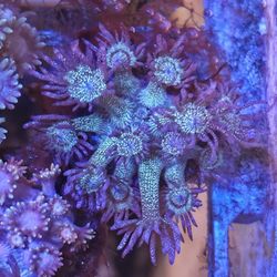 Reef Tank Purple Glitter Goni Decor