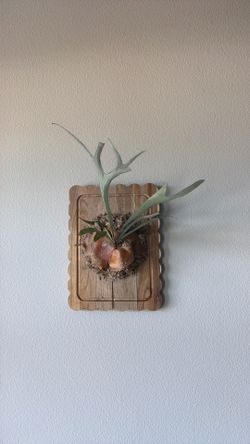 Platycerium Staghorn Fern mounted