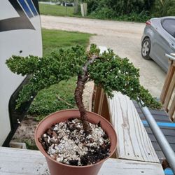 Japanese Bonsai Tree
