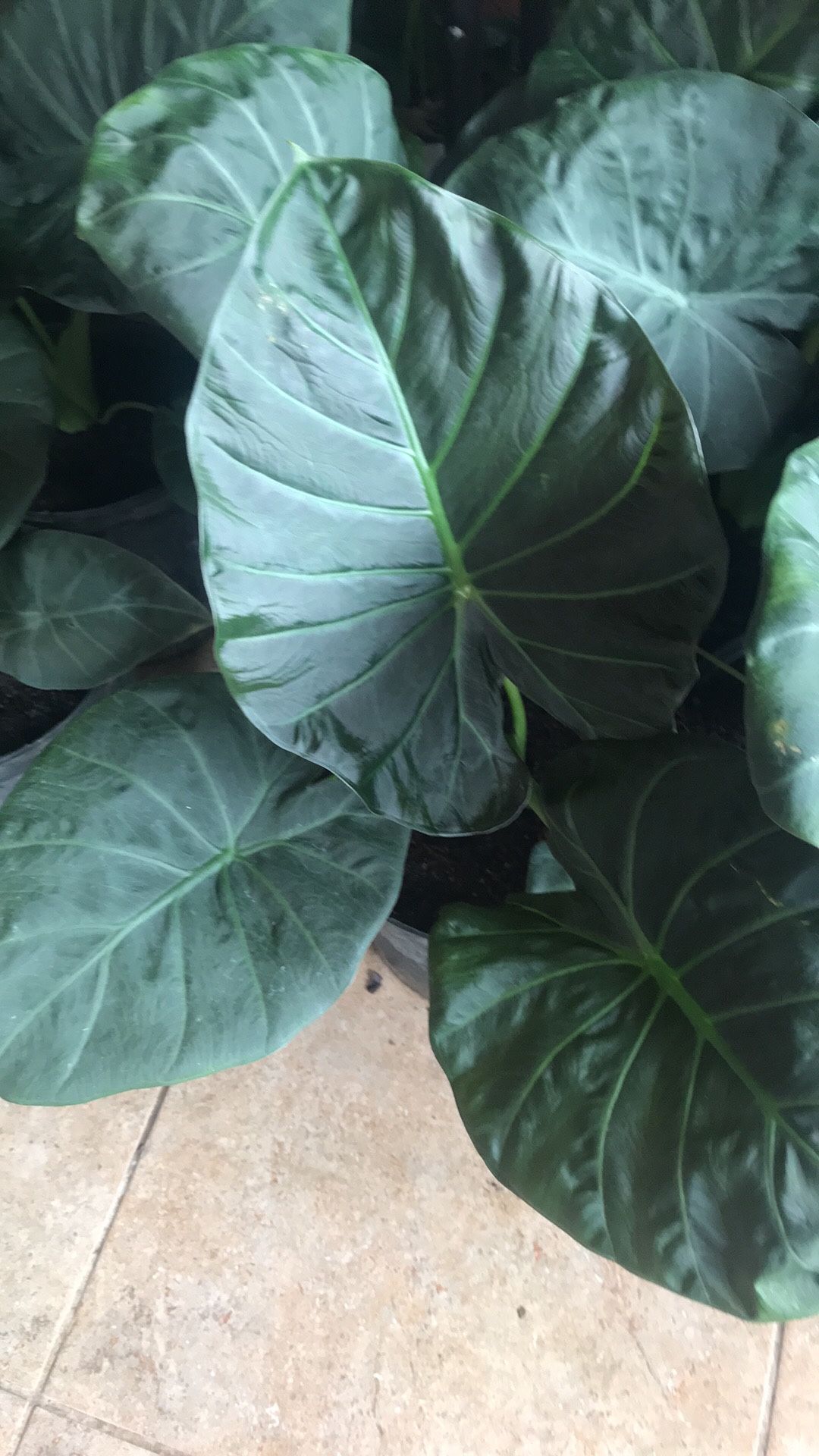 Hermosa Planta De Alocasia !