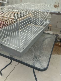 Cage guinea pig