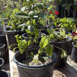 Jasmine plant one gallon pot