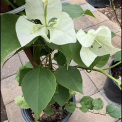White Guvanbilias In 5 Gallon $25 Each Price Firm 