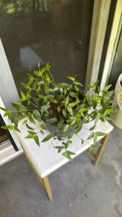 Out Door plant