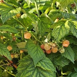 Raspberry Plant