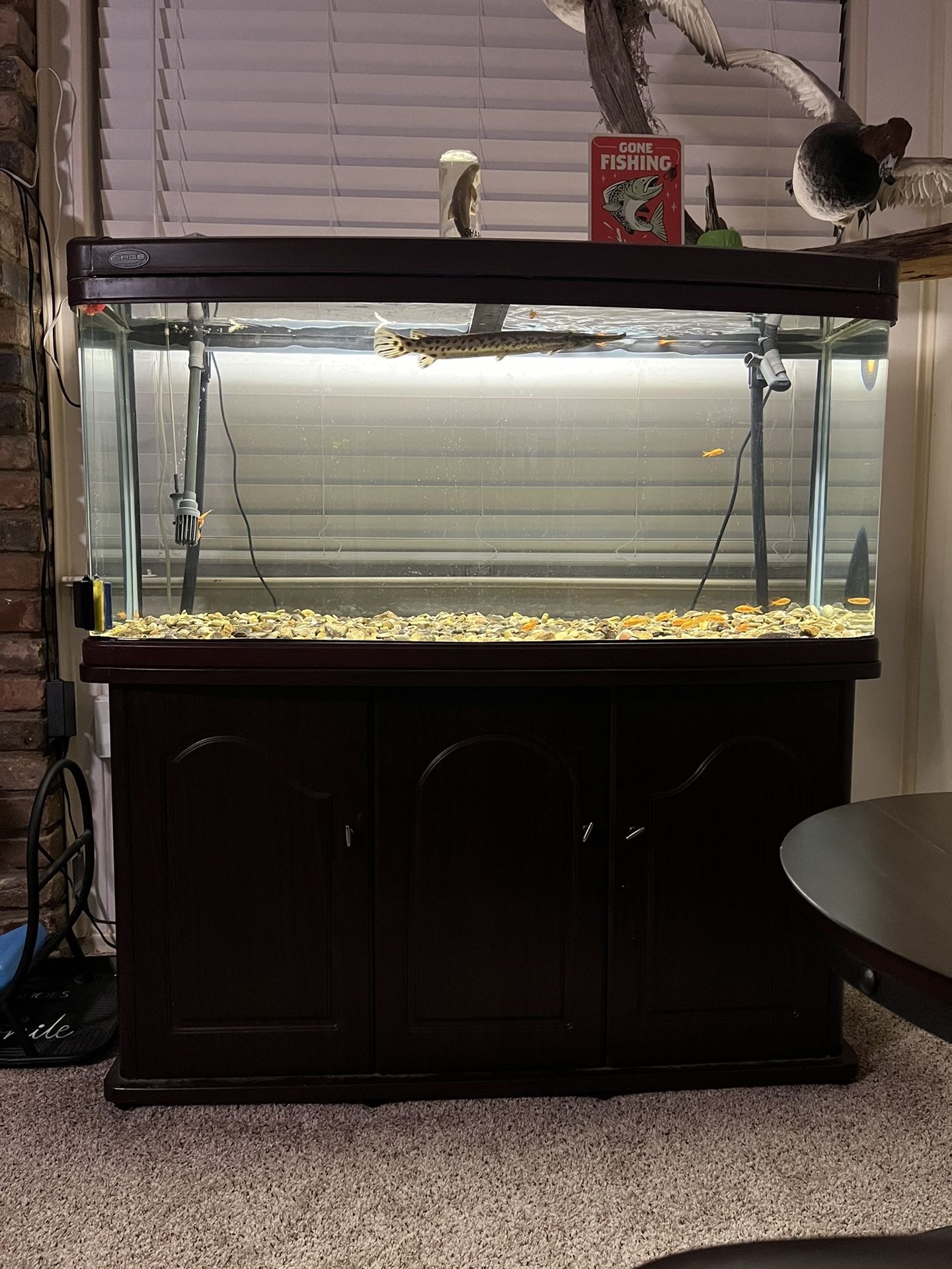 Fish Tank