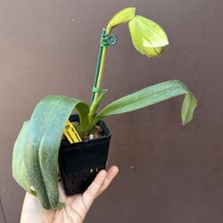 lady slipper orchid