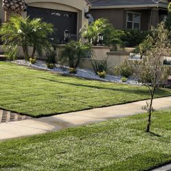 Sod Installation 
