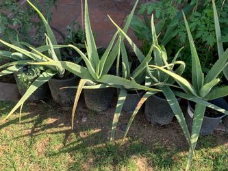 Many aloe Vera plants available for sale