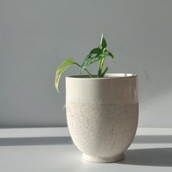 Monstera Adansonii Wide Leaf Plant/ Swiss Cheese Monstera Plant/ House Plant/ Indoor Plant  Flower Patio Garden 