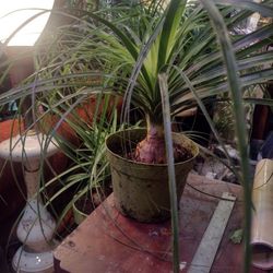 Ponytail Palm Elephant Foot Bush