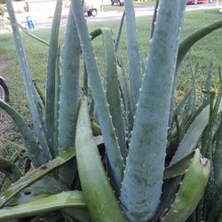 Aloe Vera