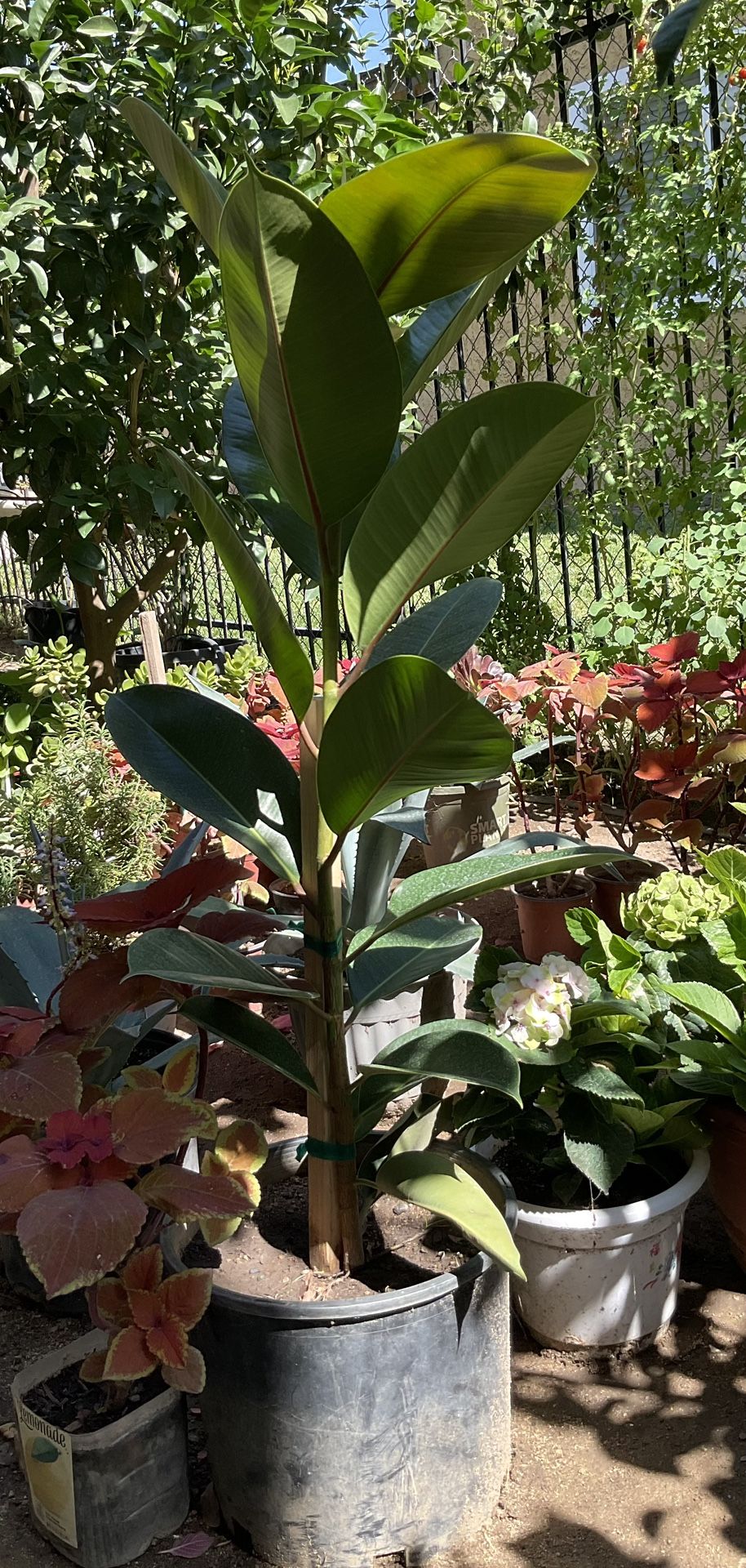Rubber Tree $45