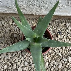 Aloe Vera Plant One Gallon Pot 