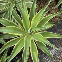 Yellow Variegated Agave