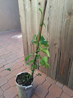 Planta de chayote