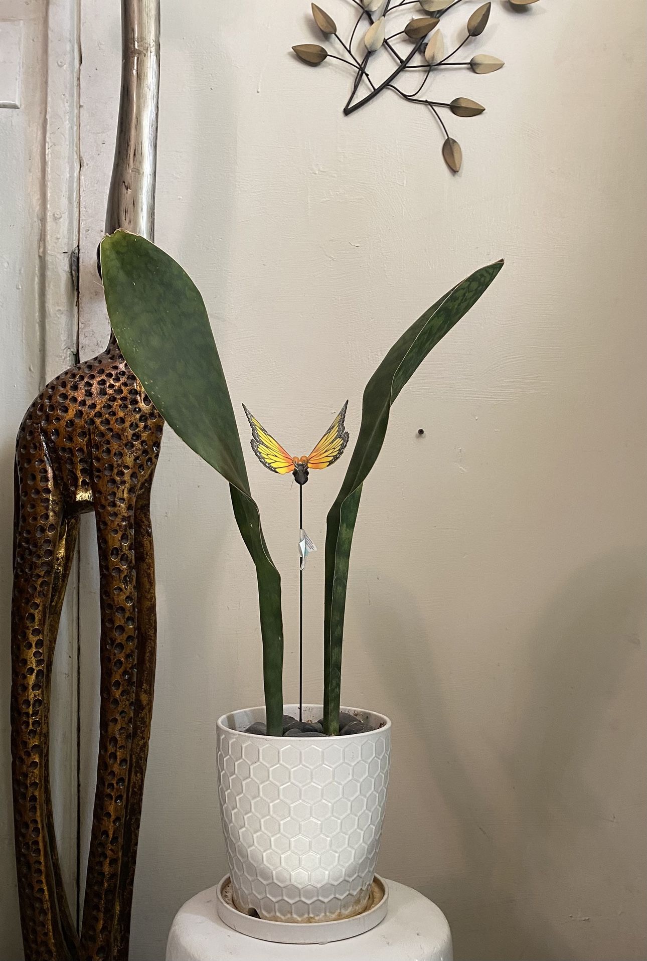 Whale Fin Sansaveria Plant