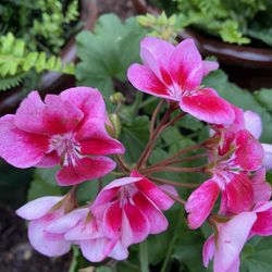 Plants In Ceramic Vase