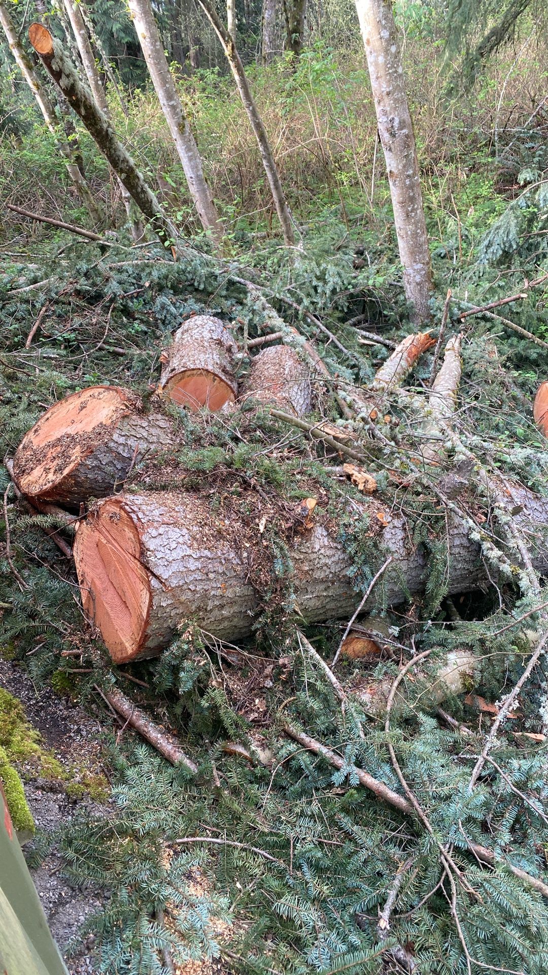 Firewood