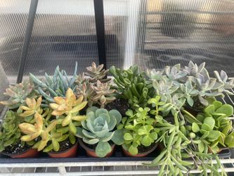 Succulent Plants 