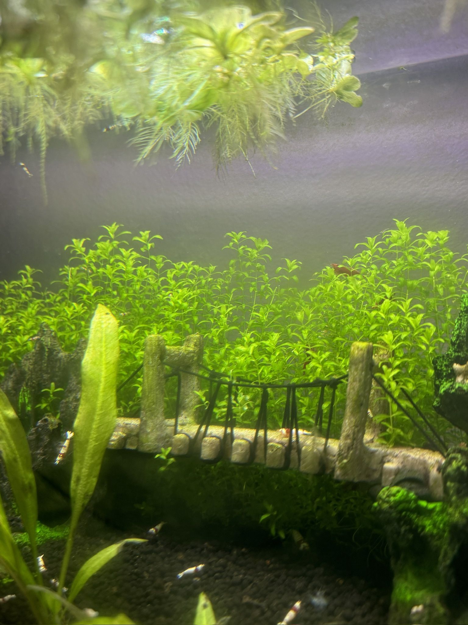 Pearlweed Trimmings For Freshwater Aquariums
